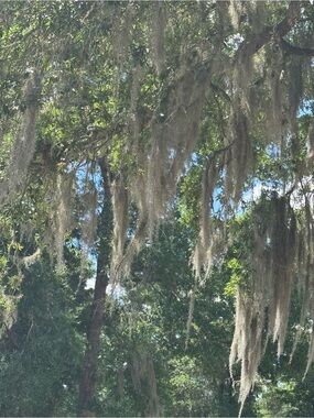 Spanish Moss Wall Art Print - Natural Gray Home Accent